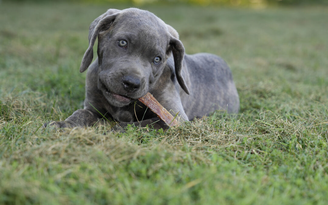 best dog food | paw on raw