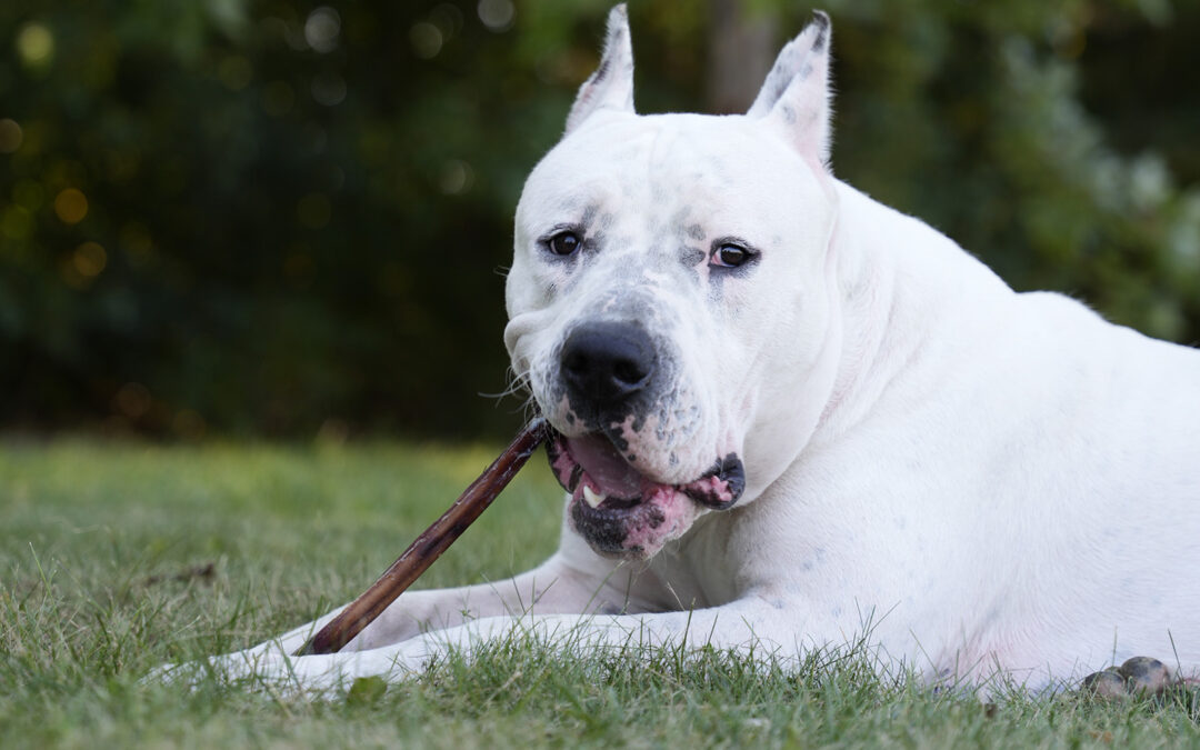 paw on raw - dogs food