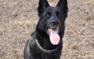 Why Duck Ground Mix is the Perfect Choice for Your Dog’s Raw Food Diet