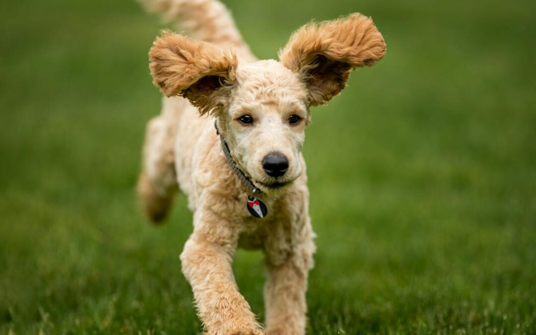 healthy dog food paw on raw