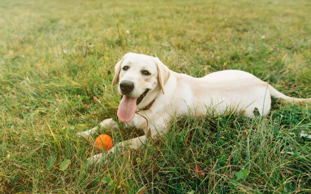 Paw on Raw High Protein Dog Food