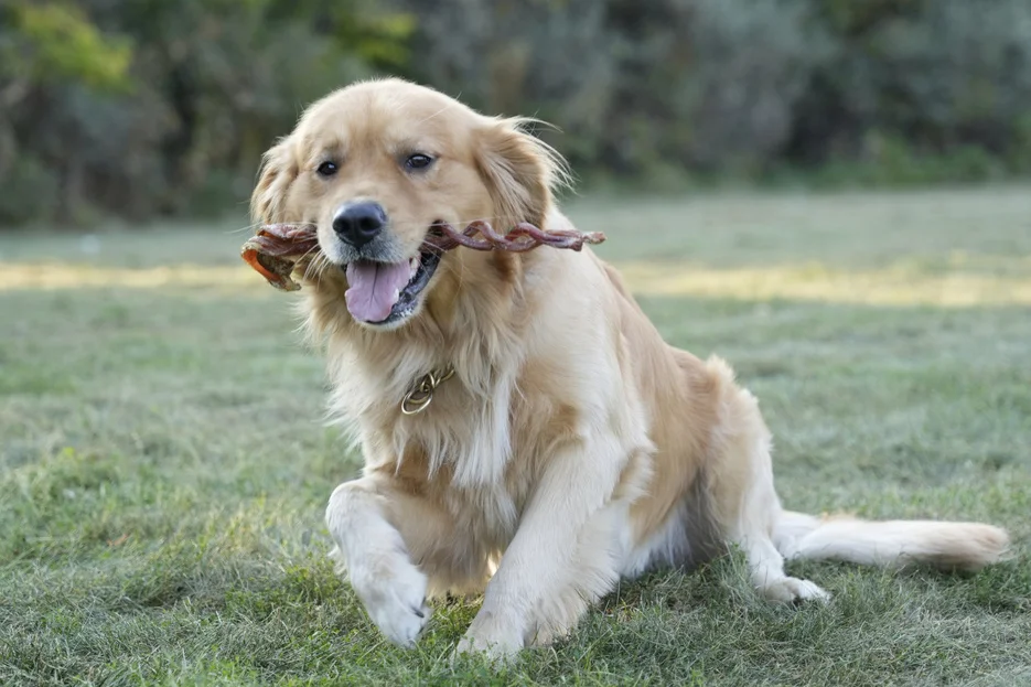 Raw food for Dogs