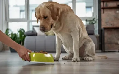 Why Your Dog’s Upset Stomach During a Raw Diet Transition is a Positive Sign