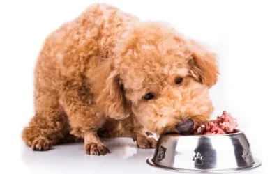 Raw Dog Food for a Healthier Pet | Paw On Raw