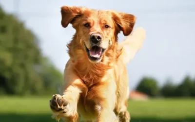 Natural Dog Food – A Healthier Choice for Your Pet | Paw On Raw